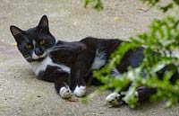 Cat in a small courtyard garden