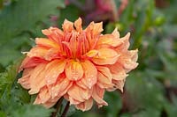 Dahlia 'Ben Huston' flower