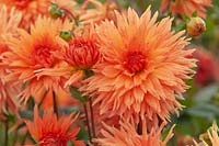 Dahlia 'Mevr. Clement Andreas'