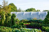 Polytunnel behind beds of Beetroot, Borlotti Beans on left and Brussels 'Cascade F1' to the right behind