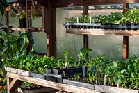 Mixed trays of vegetable seedlings in a greenhouse, including Spinach 'Medania'