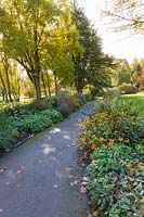 Late-flowering herbaceous borders along The Old Drive at Dorothy Clive Garden, Willoughbridge, Staffordshire, U.K. Planting includes Rudbeckias, Geraniums, Verbena Bonariensis, Heleniums, and Michaelmas daisies - Aster