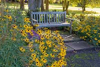 A bench bordered by late-flowering herbaceous borders along The Old Drive at Dorothy Clive Garden, Willoughbridge, Staffordshire. Planting includes Rudbeckias, Asters and Verbena bonariensis