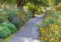Late-flowering herbaceous borders along The Old Drive at Dorothy Clive Garden, Willoughbridge, Staffordshire. Planting includes Rudbeckias, Geraniums, Verbena Bonariensis, Sedums, Heleniums, and Michaelmas daisies - Aster