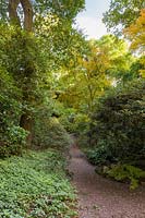 A woodland path through The Quarry Garden at Dorothy Clive Garden, Willoughbridge, Staffordshire. Planting includes: oak, Acers and Rhododendrons