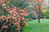 Autumn tones on an Acer palmatum, overhanging a lawn in The Quarry Garden at Dorothy Clive Garden, Willoughbridge, Staffordshire, U.K.