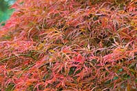 Acer palmatum showing Autumn tones  at Dorothy Clive Garden, Willoughbridge, Staffordshire, photographed in October