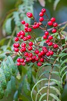 Rowan berries at Dorothy Clive Garden, Willoughbridge, Staffordshire, U.K.