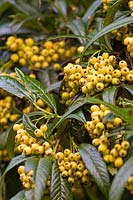 A Cotoneaster salicifolius 'Rothschildianus' with its yellow berries at Dorothy Clive Garden, Willoughbridge, Staffordshire, U.K.