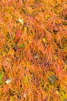 Acer palmatum showing Autumn foliage in the Quarry Garden at Dorothy Clive Garden, Willoughbridge, Staffordshire, U.K.