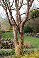 Acer griseum in the winter garden at the Hillier Gardens, U.K.