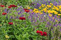 Cutting flowers Zinnia 'Super Yoga Dark Red', Salvia horminium 'Oxford Blue', Rudbeckia hirta 'Prairie Sun', Consolida regalis 'Blue Cloud' at West Dean Gardens, West Sussex, U.K.