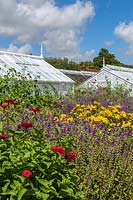 Border of Zinnia, Consolida and Rudbeckia, and Victorian glasshouses at West Dean Gardens, West Sussex