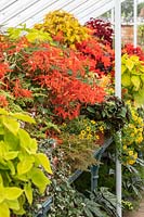 Begonia 'Bossa Nova Orange' with Coleus and other foliage plants on display in containers in a glasshouse at West Dean Gardens, West Sussex
