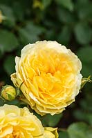 Rosa 'Molyneux'  - English Musk Hybrid Rose
