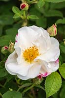 Rosa 'Hebe's Lip' - Old Rose