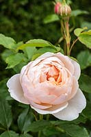 Rosa 'The Shepherdess' - English Musk Hybrid Rose