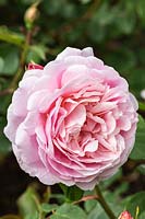 Rosa 'Eustacia Vye' a David Austin English Rose