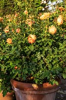 Rosa 'Lady of Shalott' growing in a container at David Austin Rose Gardens.
