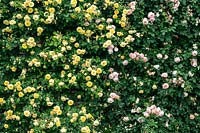 A wall of English Climbing Roses at David Austin Rose Gardens, Shropshire.
