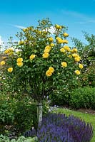 Rosa 'Molineux' trained as a standard Rose - David Austin Rose Gardens, Shropshire