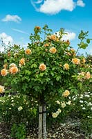 Rosa 'Grace' - trained as a standard Rose. David Austin Rose Gardens, Shropshire