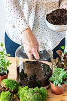 Planting a terrarium. Step 4: pour in a 5-7cm layer of sterile houseplant compost.