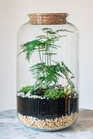 A tall closed glass jar terrarium planted with Asparagus Fern, Fittonia Verschaffeltii Group and Cushion moss.