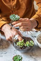 Man planting an open terrarium. Step 3 - carefully make holes with your finger, and inch the succulents into place.