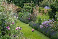 Lavandula 'Hidcote' lining twin borders in country garden, June.