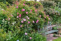 Rosa 'Bonica' growing over an ornate bench in country garden, June 