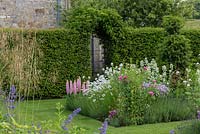 Summer border planted with Lupinus 'Blossom', white sweet rocket, valerian, and Rosa 'Gertrude Jekyll' roses