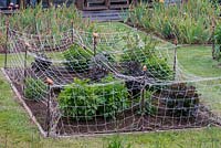 Netting in position for dahlias to grow through for support.