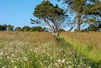 A mown path leads through a wildflower meadow to bench on hill