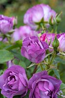 Rosa 'Blue for You', a Floribunda rose in June