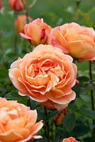 Rosa 'Lady of Shalot', an English shrub rose bred by David Austin, June.