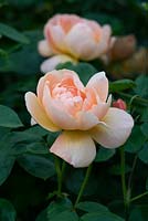 Rosa 'The Lark Ascending', an English shrub rose bred by David Austin,  June.