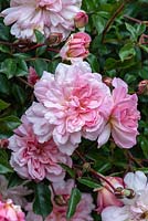 Rosa 'Francois Juranville', a pink rambling rose, June.