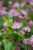 Astrantia 'Hadspen Blood', masterwort or Hattie's pincushion, an herbaceous perennial in June