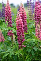 Lupinus x regalis Russell Group, lupins in a range of colours standing 1.2m high, flowering from May.NFU august 2019
