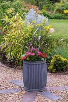 A metal bin is planted with a purple leaved phormium and osteospermum.