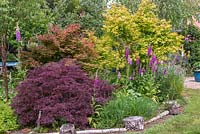 A bed planted with Japanese acers, birches and foxgloves.
