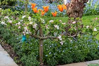 Malus domestica 'Falstaff' - Apple - in blossom, trained along a stepover cordon, corner of a bed with Myosotis - Forget-me-not - and Tulipa 'Ballerina' - Tulip
