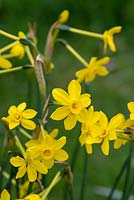 Narcissus 'Baby Moon' - Jonquil Daffodil 