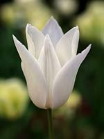 Tulipa 'White Triumphator - Lily-flowered Tulip