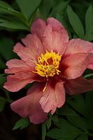 Paeonia 'Kopper Kettle' - Intersectional Itoh Hybrid
