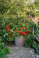 Tropaeolum - Nasturtium - growing in a pot on gravel in cottage garden setting