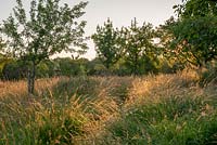 Sunrise over the orchard with mown path between the grasses and white flowers of Oenanthe pimpinelloides 