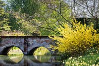 Brick-built bridge over 12th century moat, overhung by blossom and forsythia. Late-flowering Narcissus - daffodils on the bank. Hindringham Hall, Norfolk, UK. 