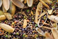 Seed and husks of seedpods of Eruca sativa